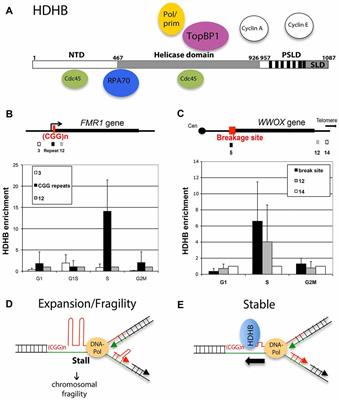 Human DNA Helicase B as a Candidate for Unwinding Secondary CGG Repeat Structures at the Fragile X Mental Retardation Gene